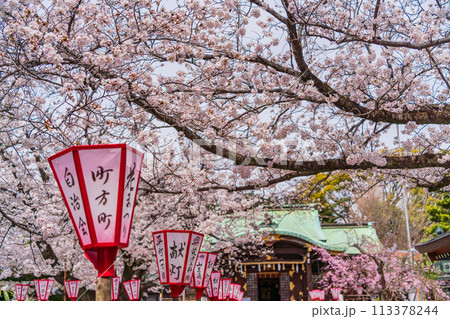 【静岡県】桜満開の沼津日枝神社 113378244