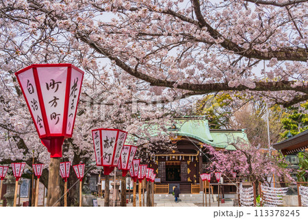 【静岡県】桜満開の沼津日枝神社 113378245