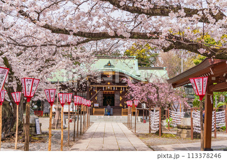 【静岡県】桜満開の沼津日枝神社 【静岡県】桜満開の沼津日枝神社 113378246