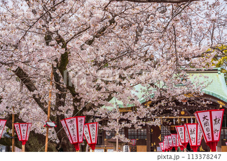 【静岡県】桜満開の沼津日枝神社 【静岡県】桜満開の沼津日枝神社 113378247