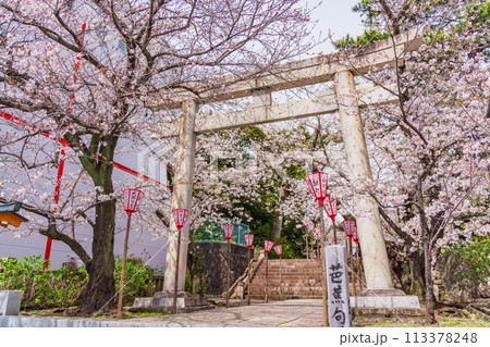 【静岡県】桜満開の沼津日枝神社 113378248