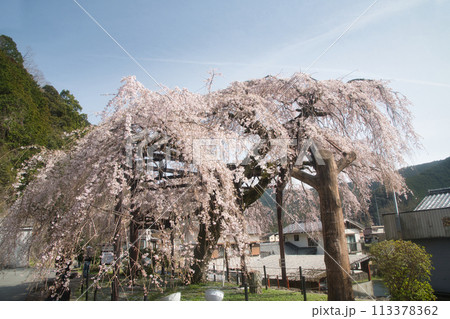 柏崎支所前シダレ桜　【三重県大紀町】 113378362