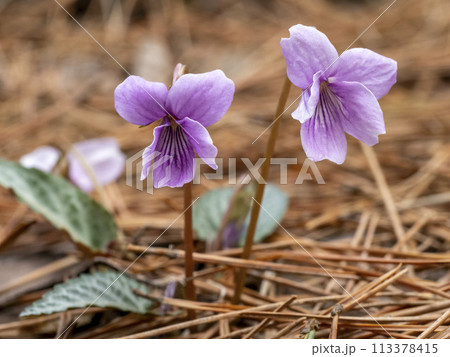 林の中に咲く赤紫色のシハイスミレの花 林の中に咲く赤紫色のシハイスミレの花 113378415