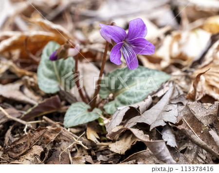 林の中に咲く赤紫色のシハイスミレの花 113378416
