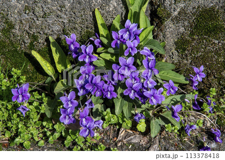 道端に咲くノジスミレ 113378418