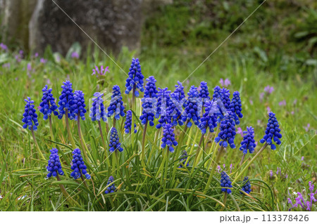まとまって咲いているムスカリの花 まとまって咲いているムスカリの花 113378426