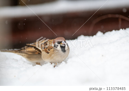 積もった雪の中から餌を探しているスズメ 113378485