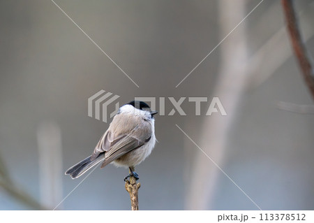 木の枝にとまってあたりの様子を伺っているハシブトガラ 113378512