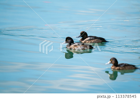 水辺をのんびりと泳ぐスズガモ 水辺をのんびりと泳ぐスズガモ 113378545