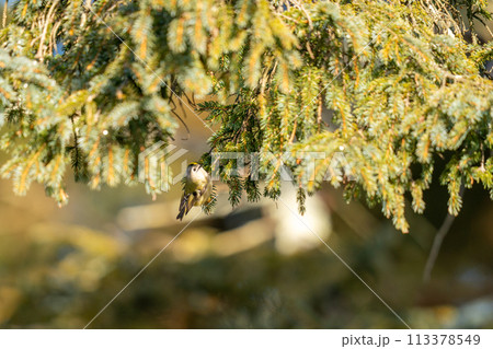 木の枝にとまって餌を探しているキクイタダキ 113378549