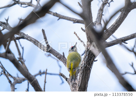 樹の幹にとまってあたりの様子を伺っているヤマゲラ 樹の幹にとまってあたりの様子を伺っているヤマゲラ 113378550