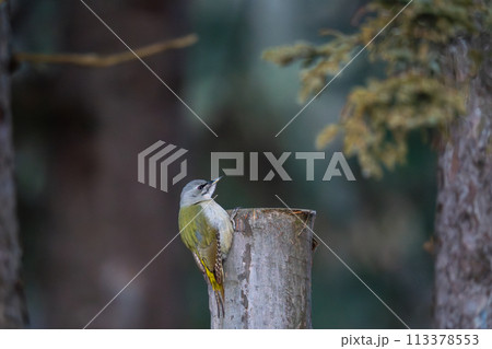 木の杭にとまってひと休みしているヤマゲラ 木の杭にとまってひと休みしているヤマゲラ 113378553