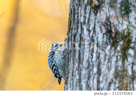 樹の幹にとまって餌を探しているコゲラ 113378563