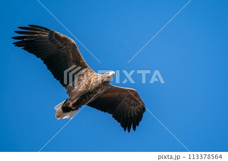 青空背景に飛翔するオジロワシ 113378564