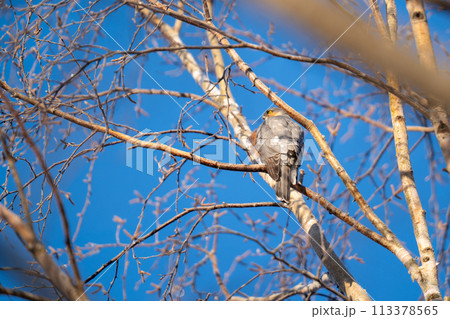 木の枝にとまってあたりの様子を伺っているハイタカ 木の枝にとまってあたりの様子を伺っているハイタカ 113378565