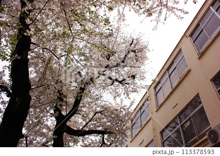 中野区立西中野小学校の校舎脇で満開になった桜(2) 中野区立西中野小学校の校舎脇で満開になった桜(2) 113378593