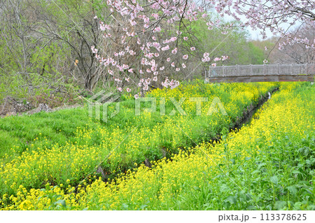 早春の訪れ　エドヒガンザクラ桜と菜の花　　　　　 113378625