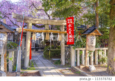 水火天満宮　紅しだれ桜（京都市上京区） 113378782
