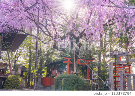 水火天満宮　紅しだれ桜（京都市上京区） 113378794