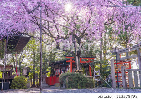 水火天満宮　紅しだれ桜（京都市上京区） 113378795