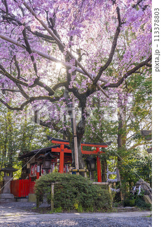 水火天満宮 紅しだれ桜(京都市上京区) 水火天満宮 紅しだれ桜(京都市上京区) 113378803