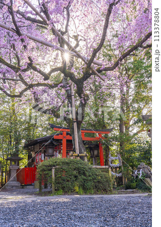 水火天満宮 紅しだれ桜(京都市上京区) 水火天満宮 紅しだれ桜(京都市上京区) 113378804