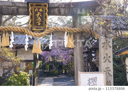 水火天満宮 紅しだれ桜(京都市上京区) 水火天満宮 紅しだれ桜(京都市上京区) 113378806