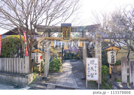 水火天満宮 紅しだれ桜(京都市上京区) 水火天満宮 紅しだれ桜(京都市上京区) 113378808
