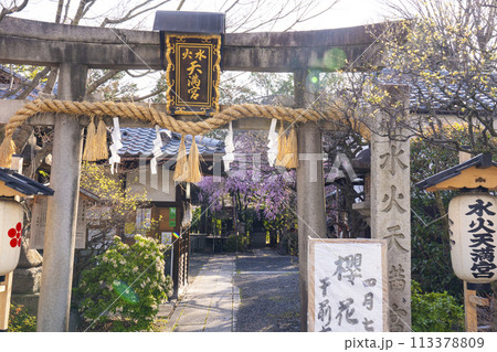水火天満宮　紅しだれ桜（京都市上京区） 113378809