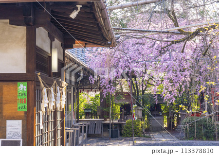 水火天満宮 紅しだれ桜(京都市上京区) 水火天満宮 紅しだれ桜(京都市上京区) 113378810