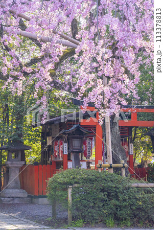 水火天満宮 紅しだれ桜(京都市上京区) 水火天満宮 紅しだれ桜(京都市上京区) 113378813