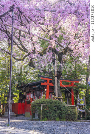 水火天満宮 紅しだれ桜(京都市上京区) 水火天満宮 紅しだれ桜(京都市上京区) 113378816
