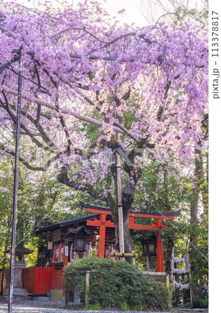 水火天満宮 紅しだれ桜(京都市上京区) 水火天満宮 紅しだれ桜(京都市上京区) 113378817