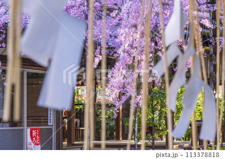 水火天満宮　紅しだれ桜（京都市上京区） 113378818