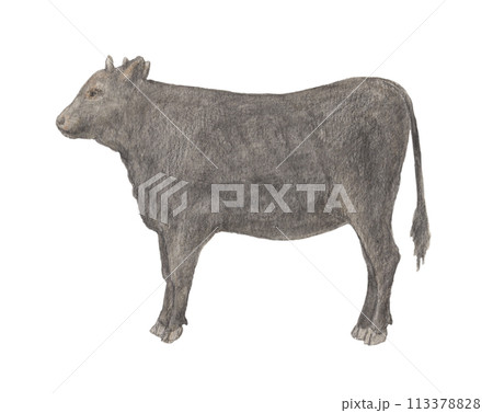 牛 水彩色鉛筆イラスト 牛 水彩色鉛筆イラスト 113378828