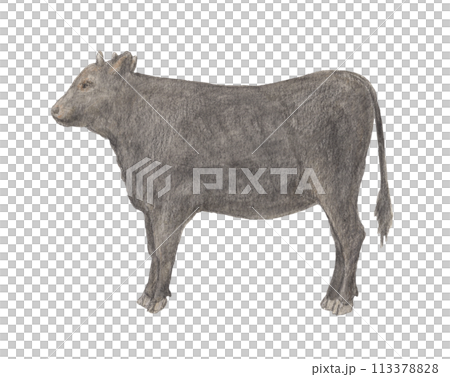牛 水彩色鉛筆イラスト 牛 水彩色鉛筆イラスト 113378828