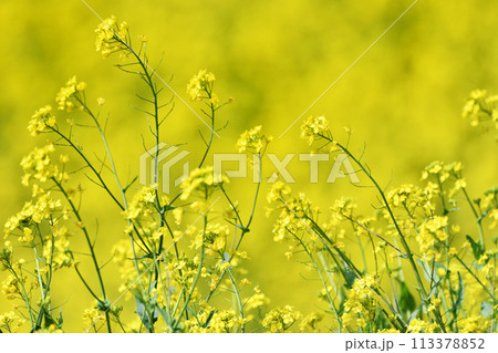 河川敷の菜の花 河川敷の菜の花 113378852