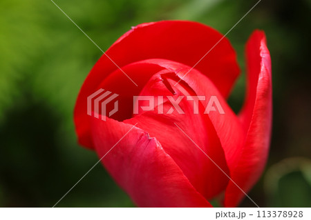 艶やかな赤いチューリップの花をシックな質感撮影（黒と緑のボケ背景、自然光＋ストロボ、マクロ接写撮影） 113378928