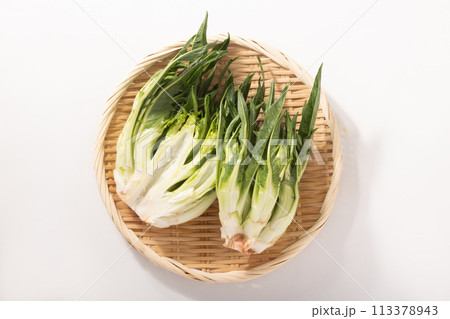 ［宮城県産］プンタレッラ （イタリア野菜） 113378943