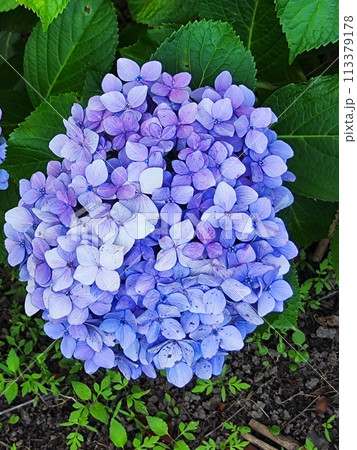 訪れる人を魅了する「紫陽花ロード」 訪れる人を魅了する「紫陽花ロード」 113379178