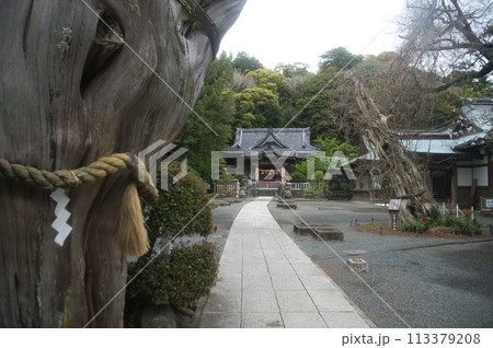 白濱神社(薬師の柏慎・拝殿)　【静岡県下田市白浜】 113379208