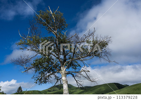 青空と白樺 見上げる構図 初夏 避暑 113379228