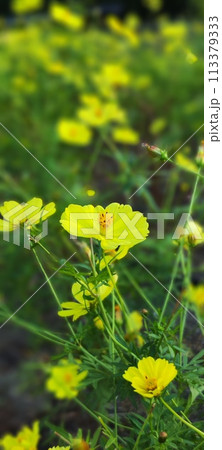 秋桜畑で美しい自然と一緒に素敵な時間を過ごしませんか？ 113379333