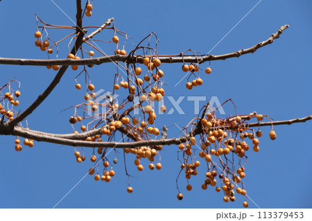 青空にセンダンの実 113379453