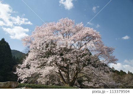 竹原の薄墨桜　【三重県津市美杉町】 113379504