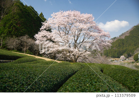 竹原の薄墨桜 【三重県津市美杉町】 竹原の薄墨桜 【三重県津市美杉町】 113379509