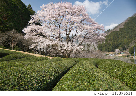 竹原の薄墨桜 【三重県津市美杉町】 竹原の薄墨桜 【三重県津市美杉町】 113379511