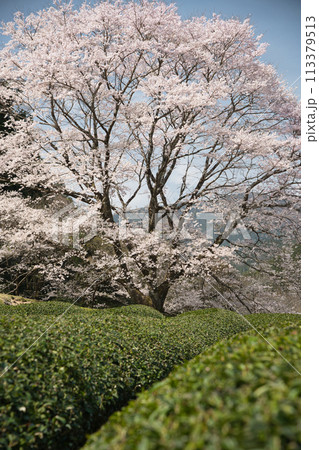 竹原の薄墨桜 【三重県津市美杉町】 竹原の薄墨桜 【三重県津市美杉町】 113379513