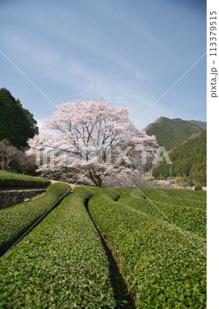 竹原の薄墨桜　【三重県津市美杉町】 113379515