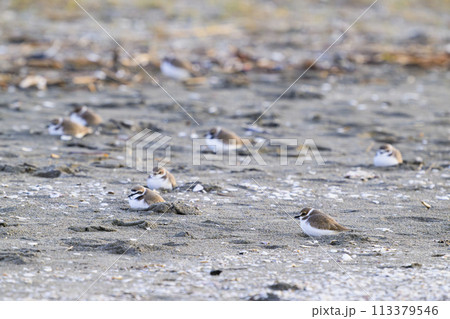 休息するシロチドリの群れ 113379546